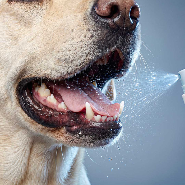 Dentalspray Gebissglanz - Für Zahnpflege & frischen Atem