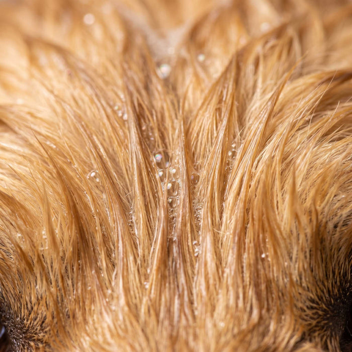 Fellfinesse Shampoo - pH-ausgeglichen & besonders schonend