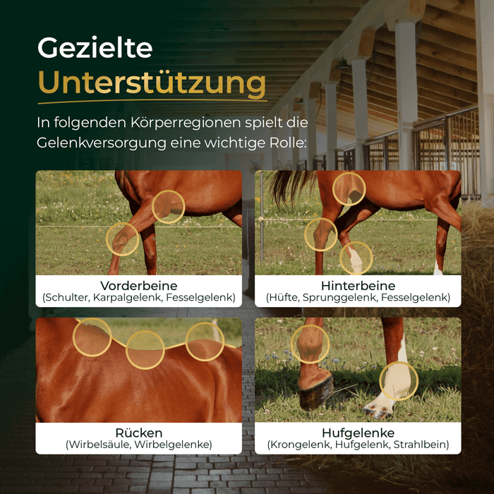 Gelenke+ 2.0