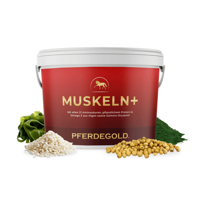 Muskeln+ 2.0