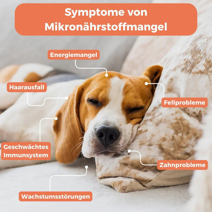 Barf-check hond