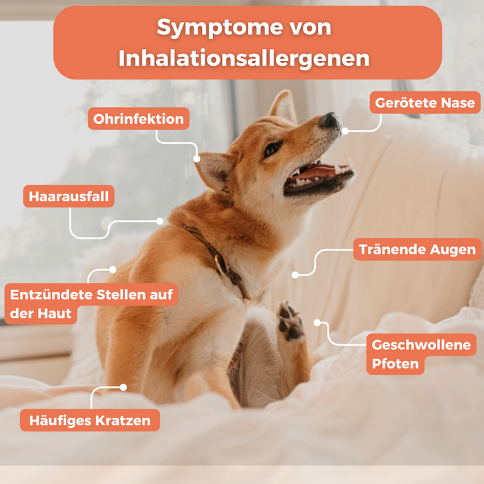Inhalationsallergene-Test Hund