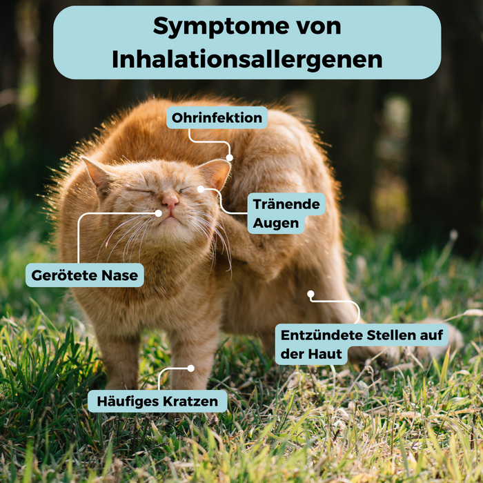 Inhalationsallergene-Test Katze