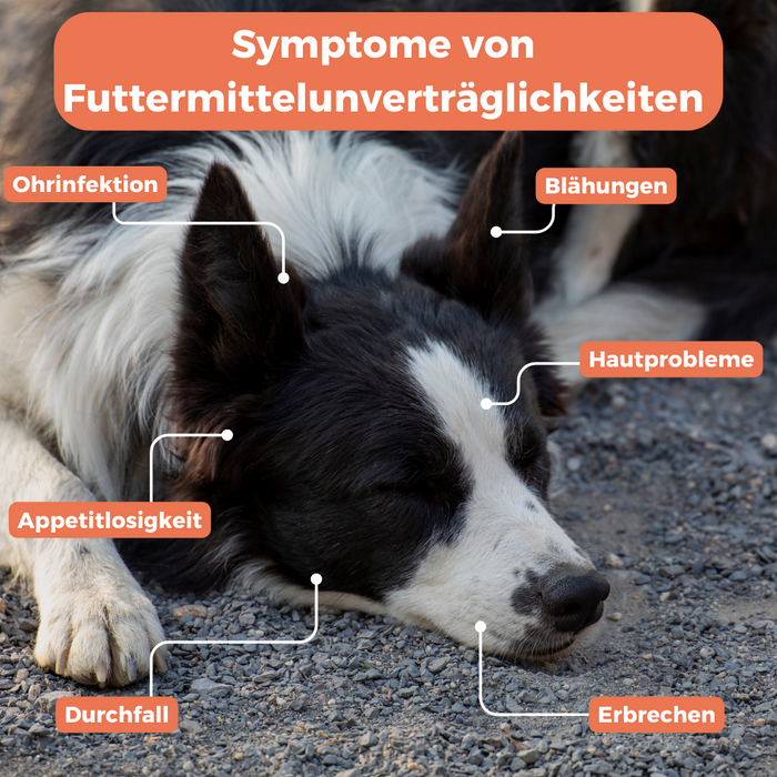 Allergietest für Welpen