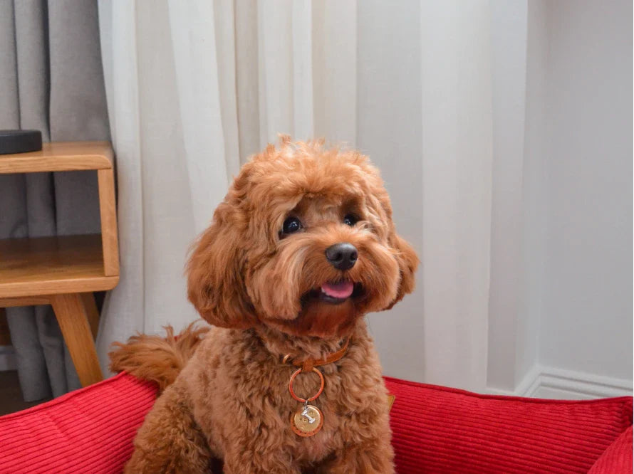 DREAMER orthopädisches Hundebett aus Möbelcord mit Handwerklich/ Höchste Funktionalität