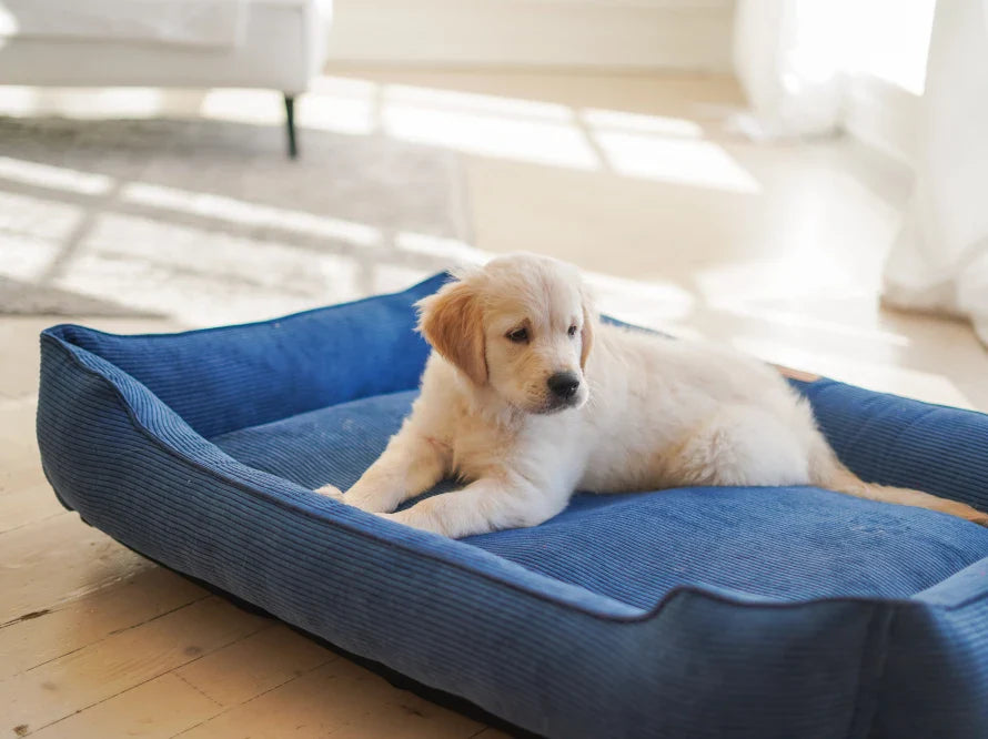 DREAMER orthopädisches Hundebett aus Möbelcord mit Handwerklich/ Höchste Funktionalität