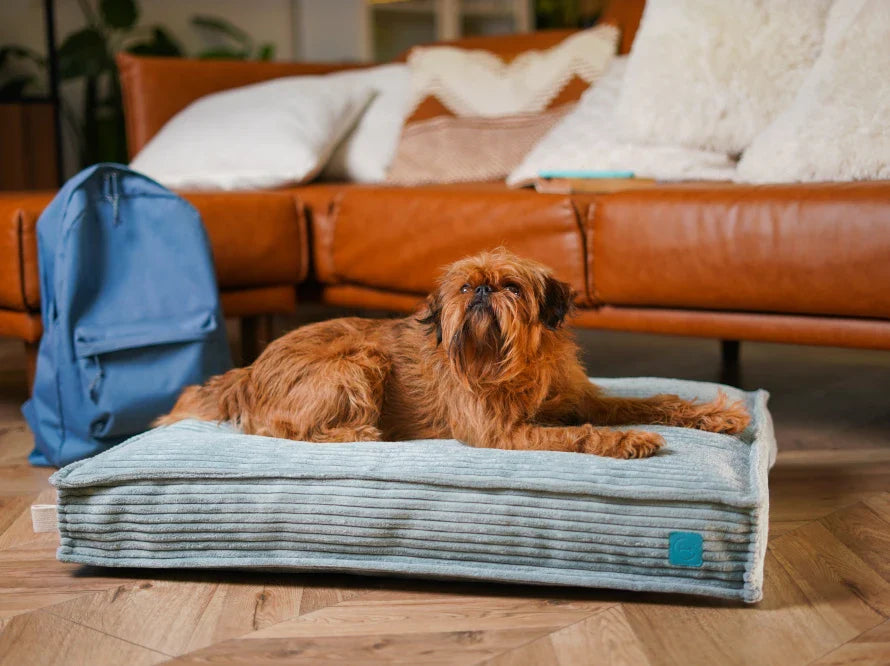 Orthopädische MEMORY FOAM Hundekissen aus Möbelcord / Premium Hundebett für mittlere und große Hunde / Hundematratze