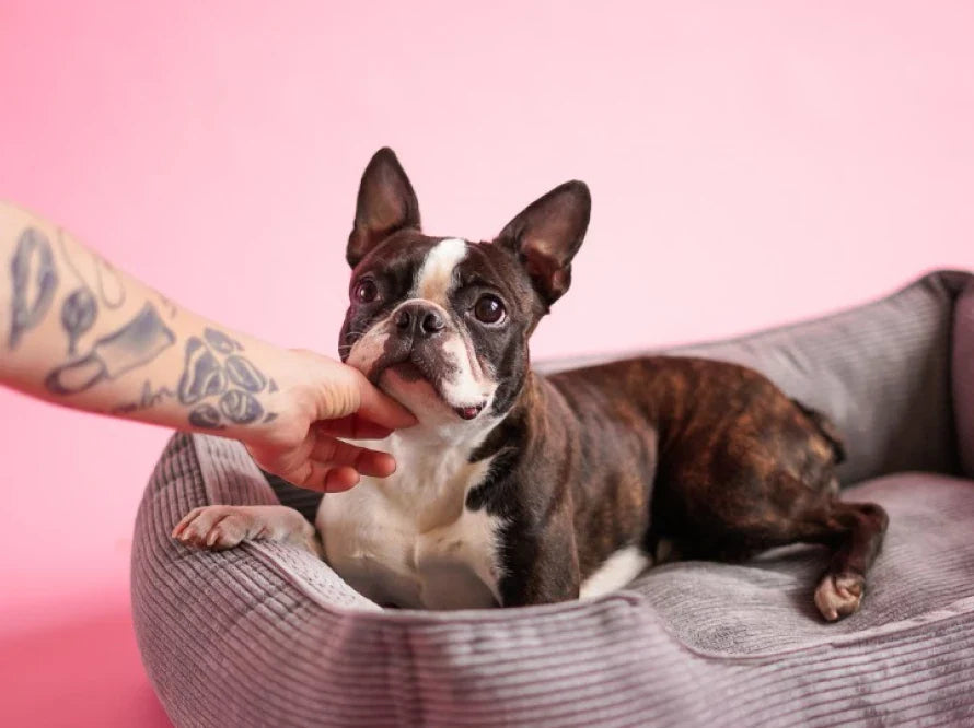 DREAMER orthopädisches Hundebett aus Möbelcord mit Handwerklich/ Höchste Funktionalität