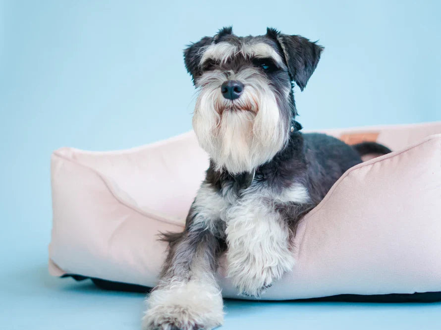 DREAMER orthopädisches Hundebett aus Möbelvelours / gegen Graben und Buddeln resistent