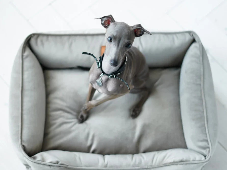 DREAMER orthopädisches Hundebett aus Möbelvelours / gegen Graben und Buddeln resistent