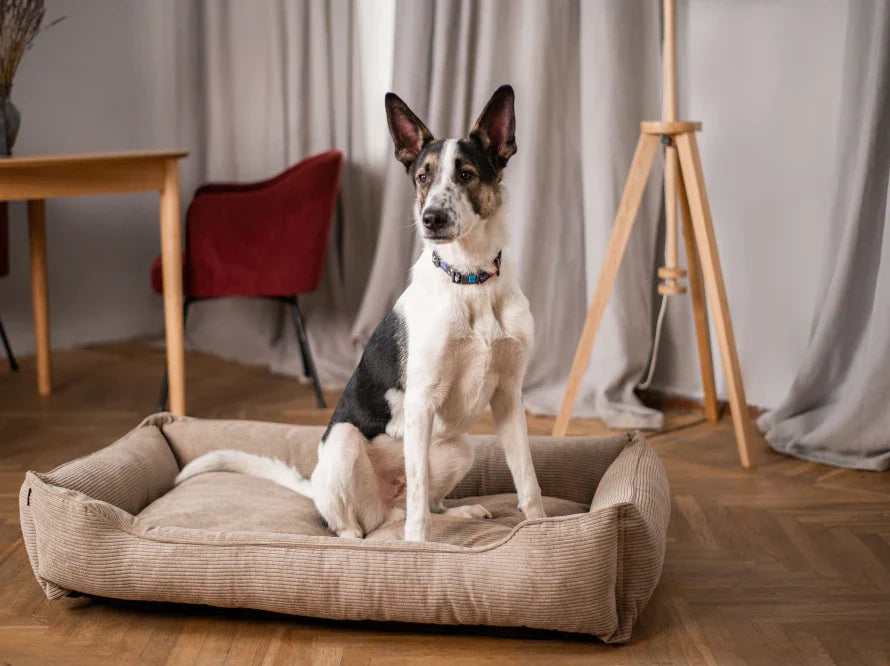 DREAMER orthopädisches Hundebett aus Möbelcord mit Handwerklich/ Höchste Funktionalität