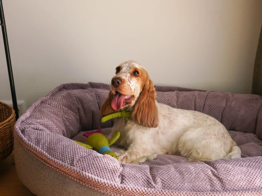 DONUT Hundebett aus langlebigem Soft-Touch-Möbelstoff