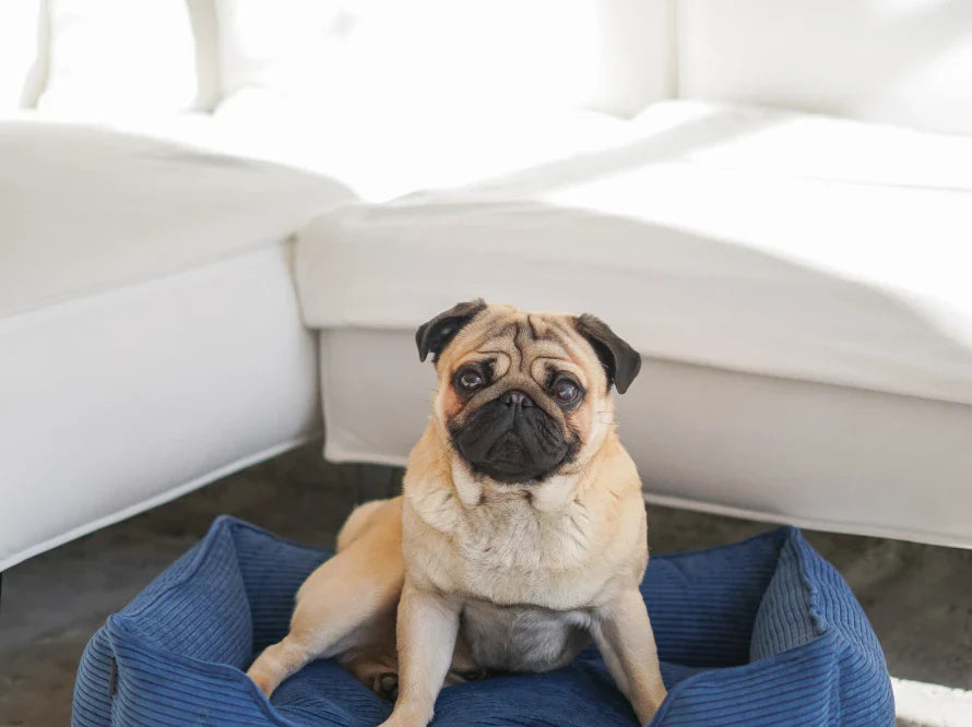 DREAMER orthopädisches Hundebett aus Möbelcord mit Handwerklich/ Höchste Funktionalität