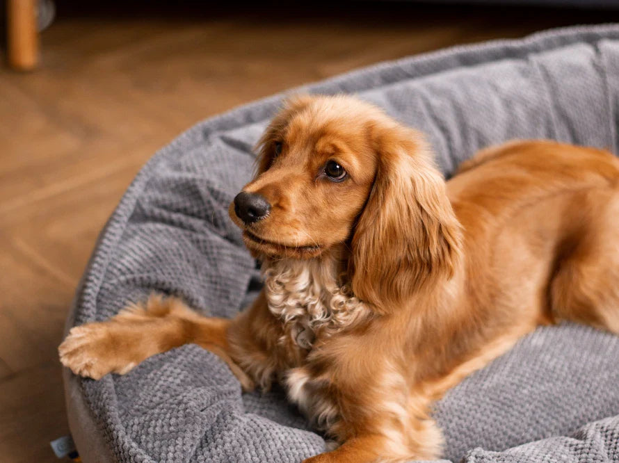 DONUT Hundebett aus langlebigem Soft-Touch-Möbelstoff