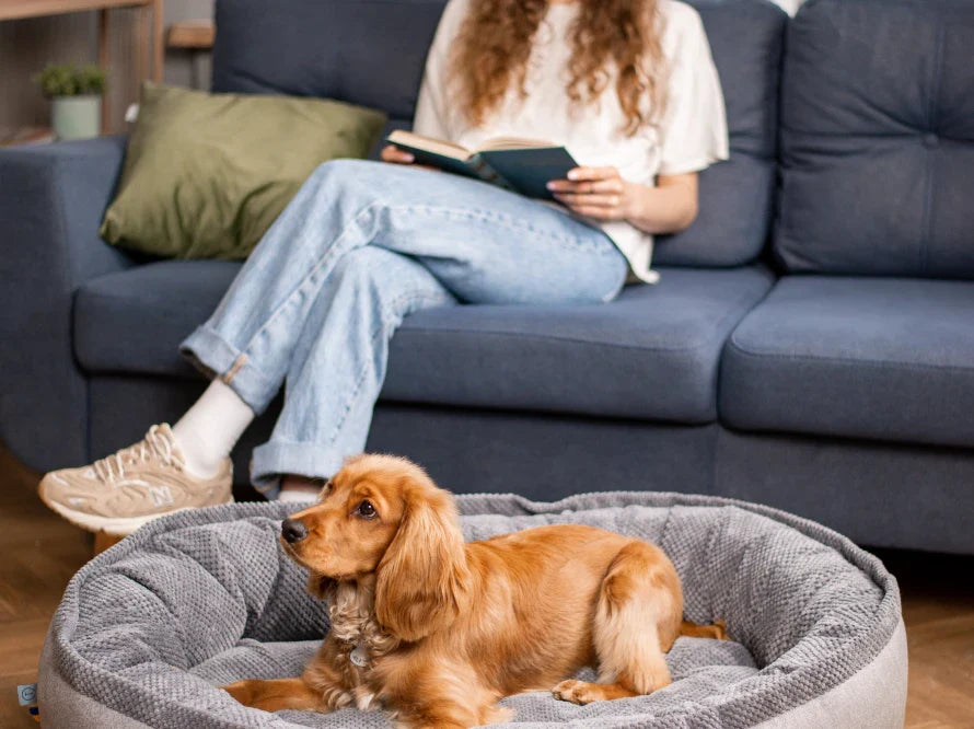 DONUT Hundebett aus langlebigem Soft-Touch-Möbelstoff