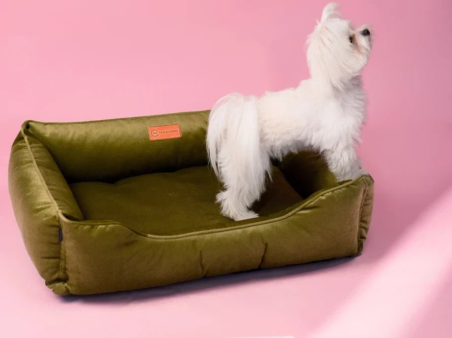 DREAMER orthopädisches Hundebett aus Möbelvelours / gegen Graben und Buddeln resistent