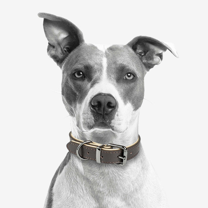 Tierluxe Klassiker - Premium Leder Hundehalsband