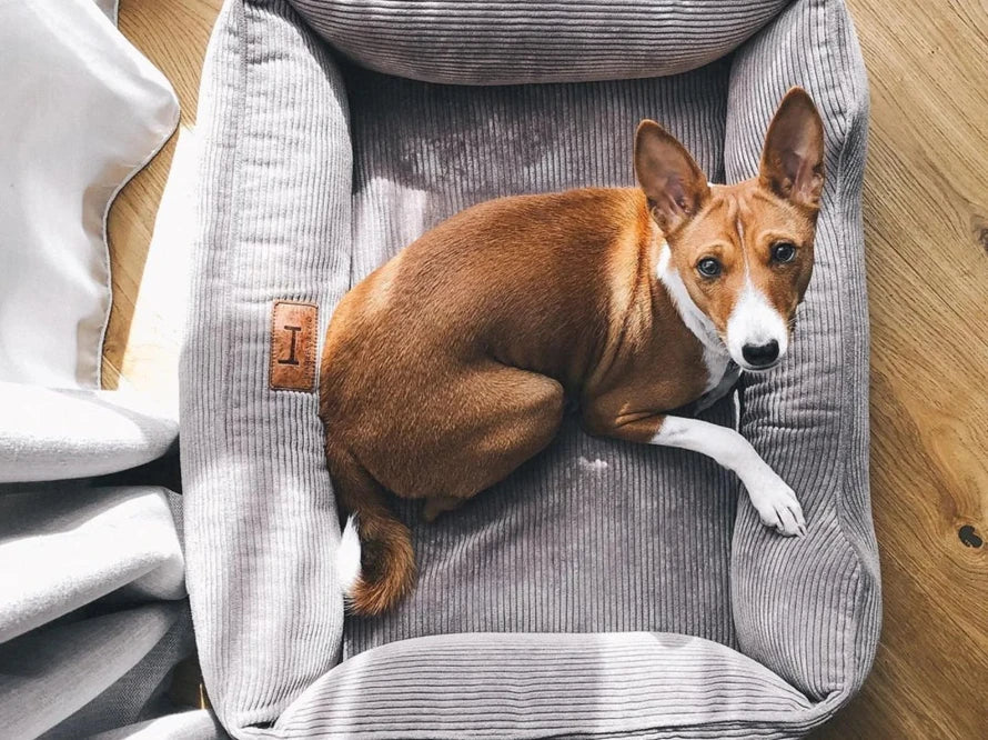 DREAMER orthopädisches Hundebett aus Möbelcord mit Handwerklich/ Höchste Funktionalität