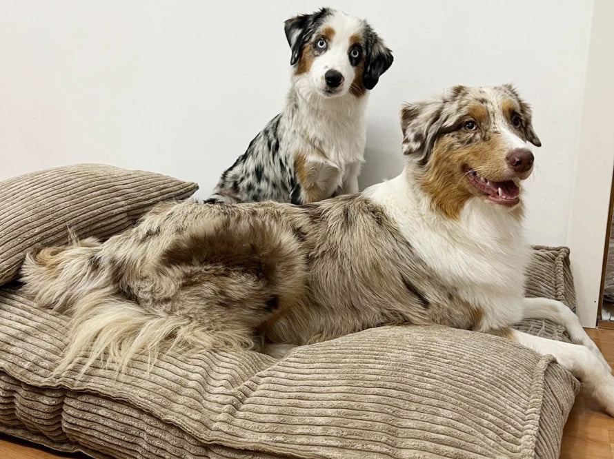 Orthopädische MEMORY FOAM Hundekissen aus Möbelcord / Premium Hundebett für mittlere und große Hunde / Hundematratze