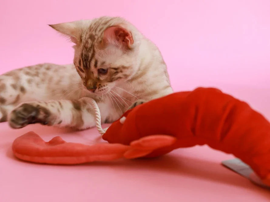 LOBSTER SEBASTIAN Katzenspielzeug / interaktives Plüschtier / sanftes Rascheln