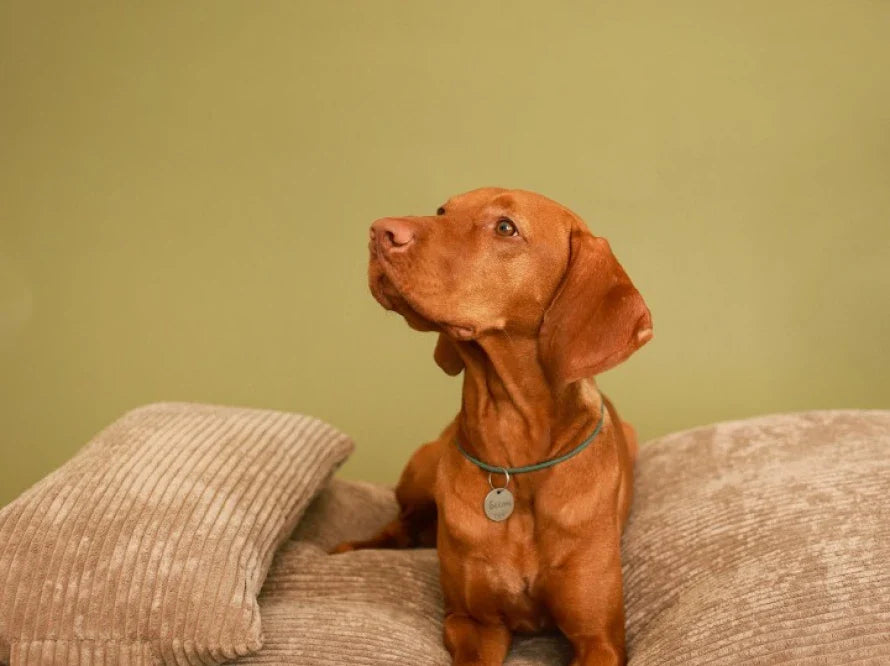 Orthopädische MEMORY FOAM Hundekissen aus Möbelcord / Premium Hundebett für mittlere und große Hunde / Hundematratze