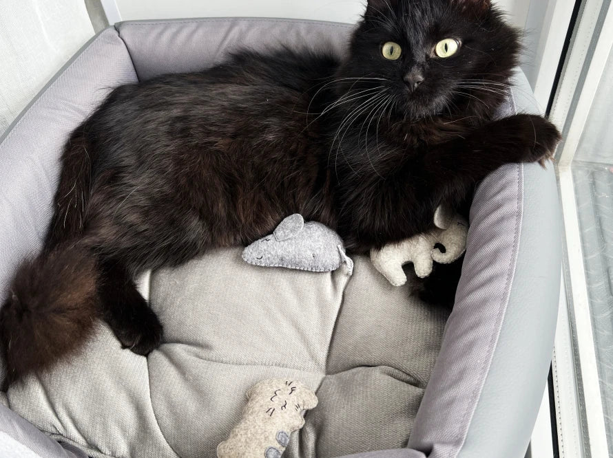 MAUS SHANTI Katzenspielzeug mit Katzenminze aus Wollfilz / Handgemachte