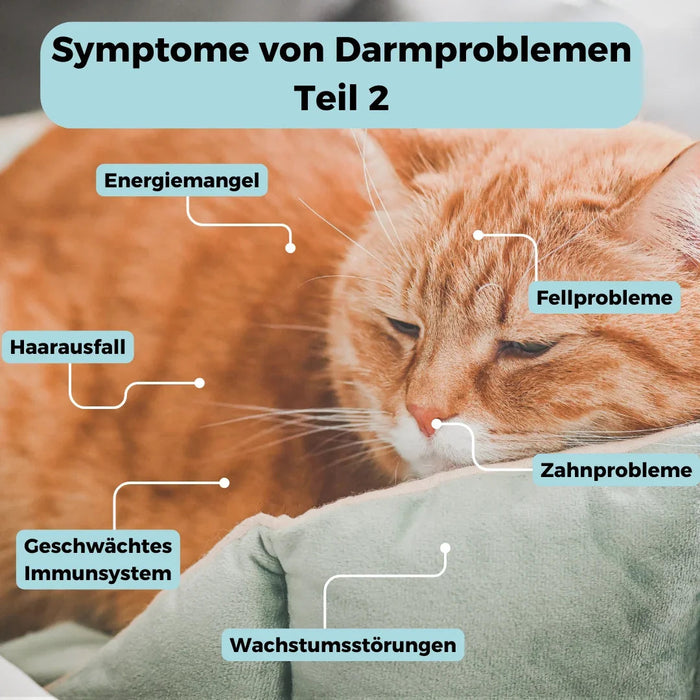 Mikrobiom-Analyse für Katzen
