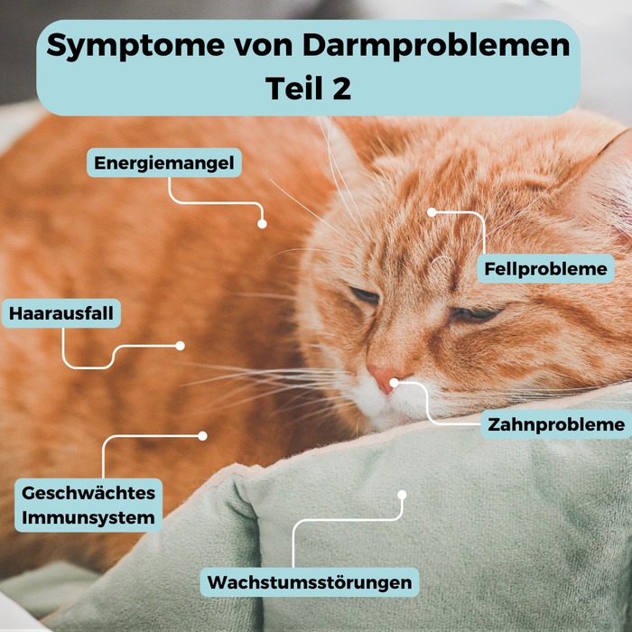 Mikrobiom-Analyse für Katzen