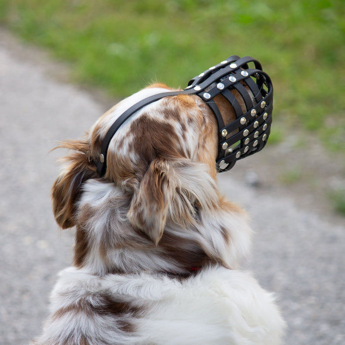 Maulkorb Australian Shepherd ca. 17-20kg kurze Schnauze, Umfang 24-26cm, NL bis 8cm