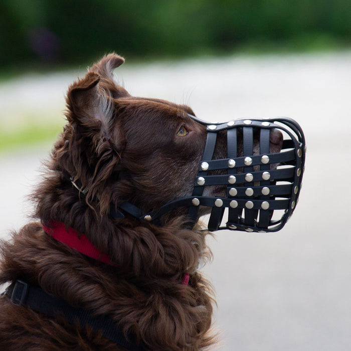 Maulkorb Australian Shepherd ca. 17-20kg kurze Schnauze, Umfang 24-26cm, NL bis 8cm