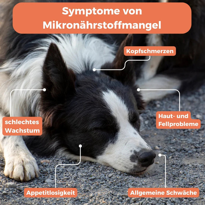Micro-nutriëntentest hond