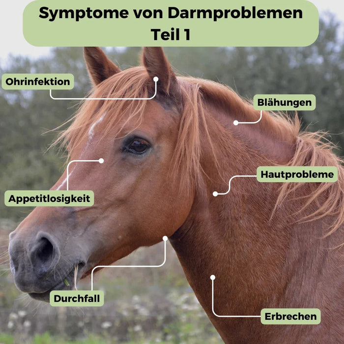 Mikrobiom-Analyse für Pferd