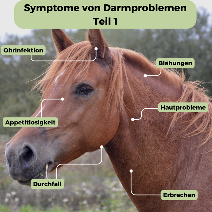 Mikrobiom-Analyse für Pferd