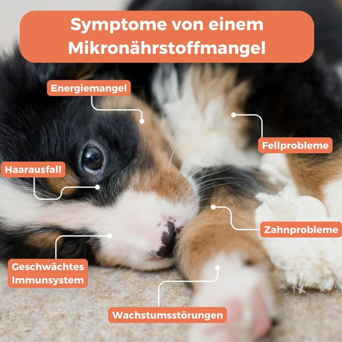 Allergietest voor puppy's