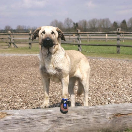 Hundeschuhe TOFFLER Pfotenschutz