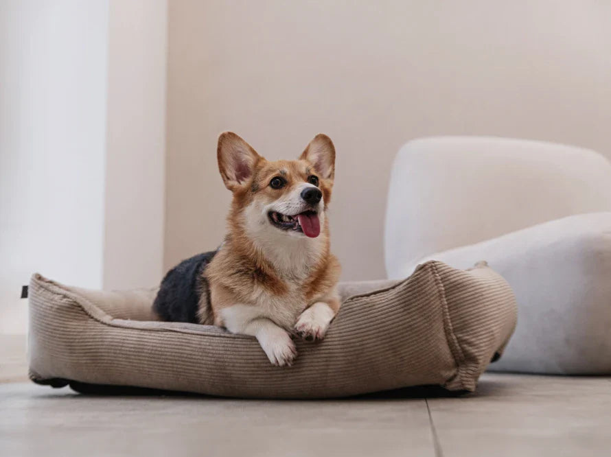 DREAMER orthopädisches Hundebett aus Möbelcord mit Handwerklich/ Höchste Funktionalität