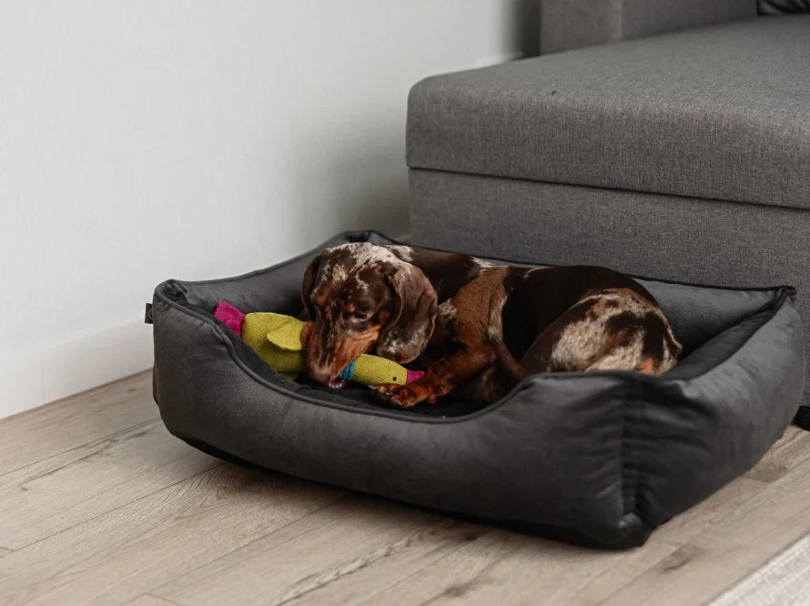 DREAMER orthopädisches Hundebett aus Möbelvelours / gegen Graben und Buddeln resistent