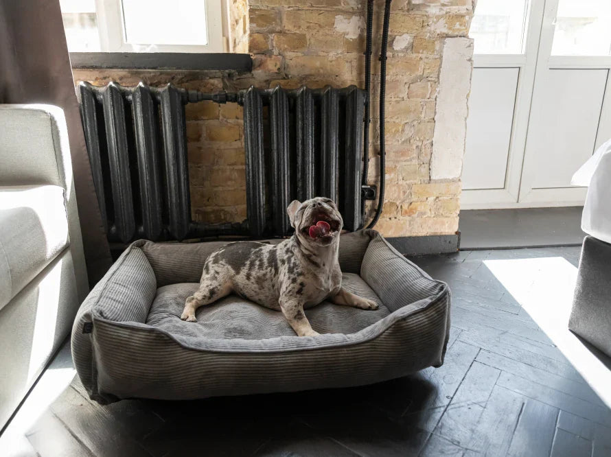 DREAMER orthopädisches Hundebett aus Möbelcord mit Handwerklich/ Höchste Funktionalität