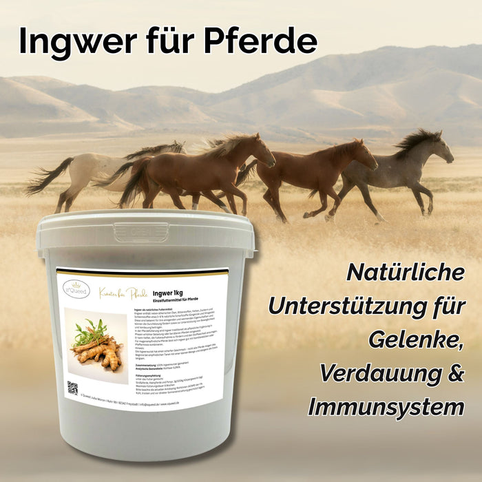 Ingwer Pferd Pulver 1kg