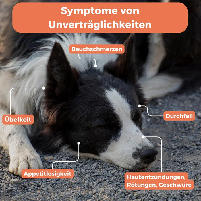 Test diervoederadditieven hond