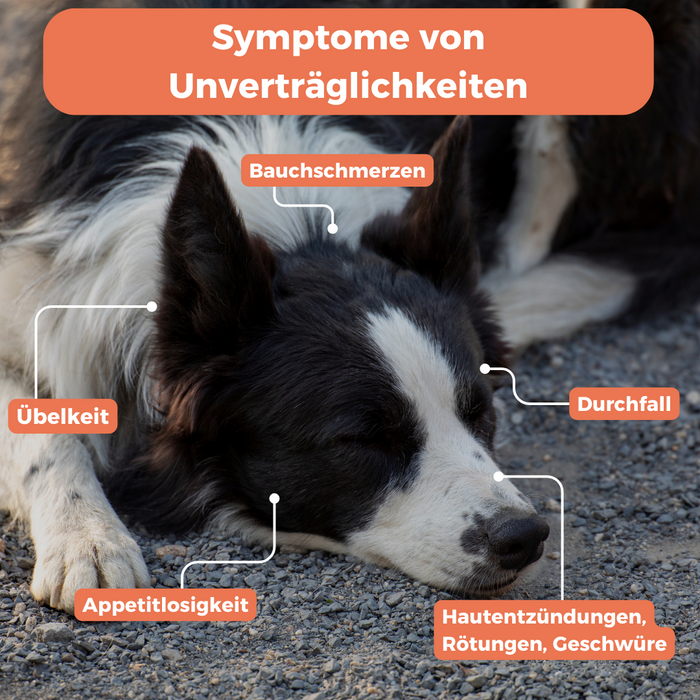 Futtermittel-Zusatzstoff-Test Hund